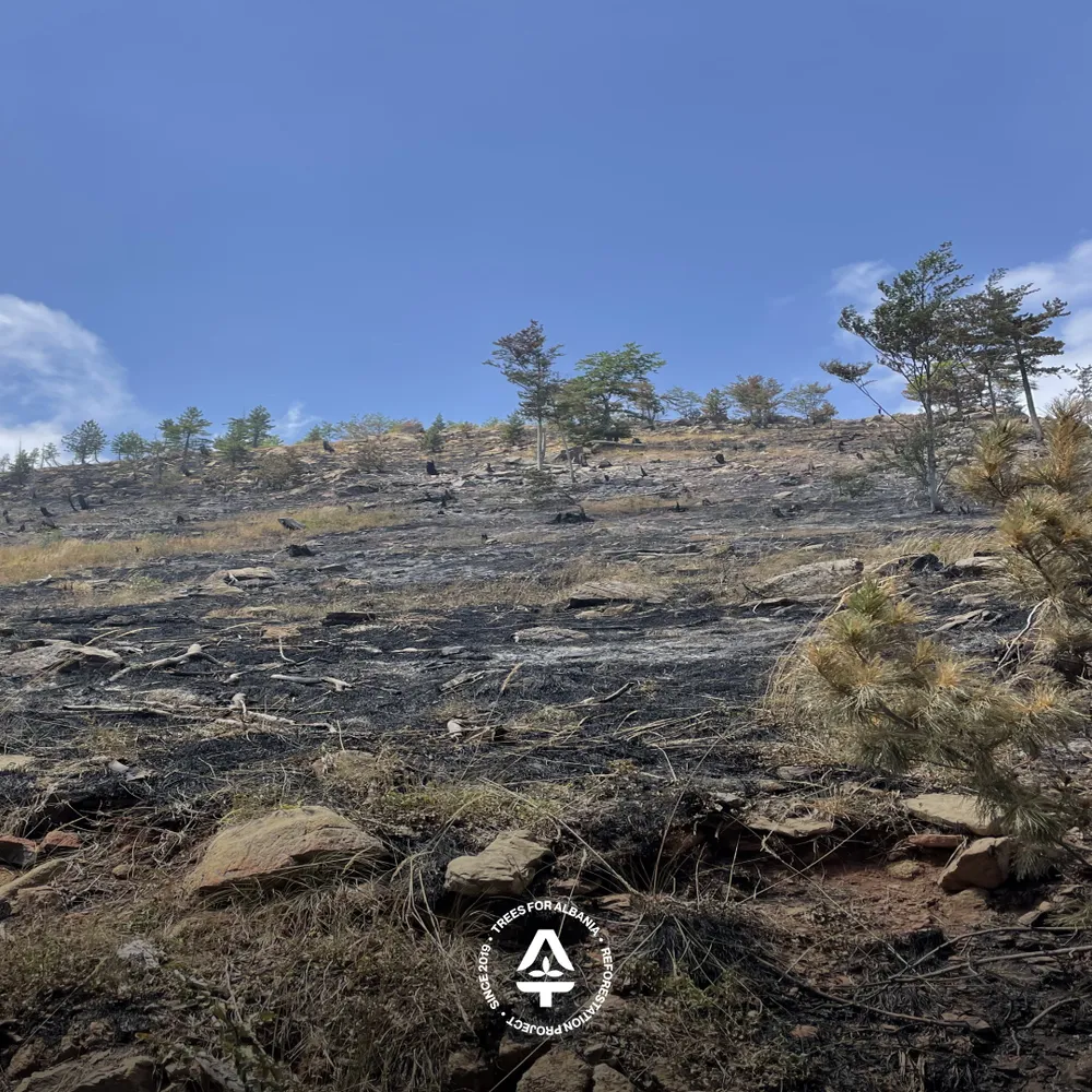 Larger area burned on the way to Liqeni i Luleve