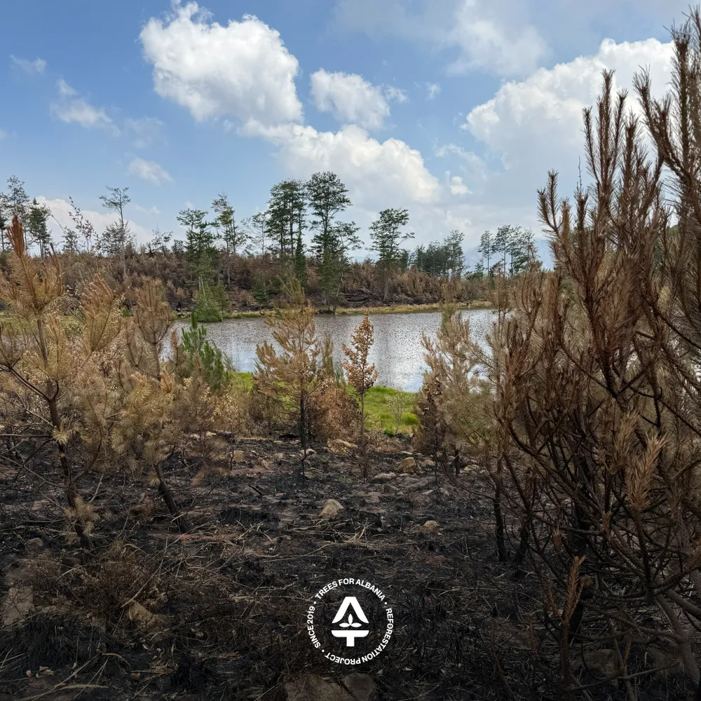 Surrounding of Liqeni i Luleve completely destroyed from the fire