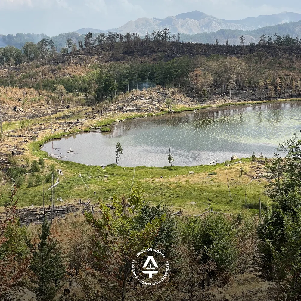 Waste from previous logging caught on fire