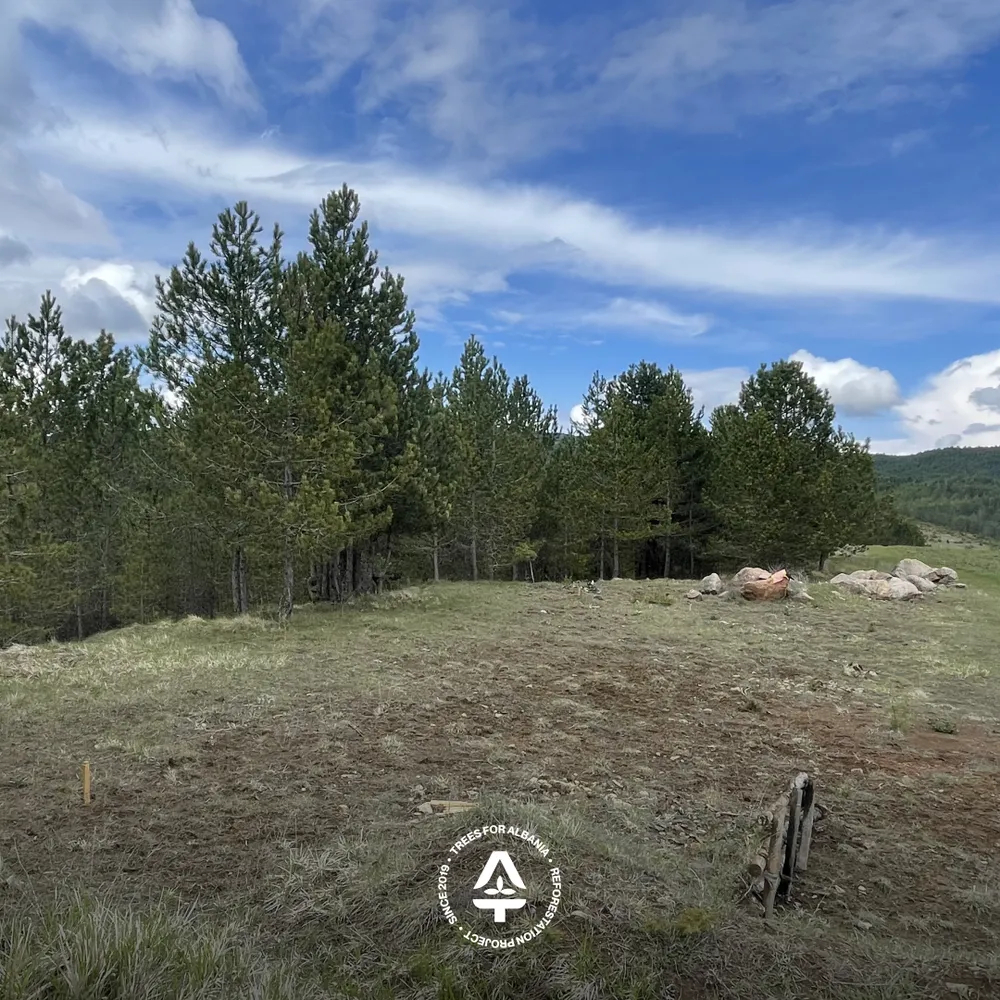 Tree nursery area at the first visit