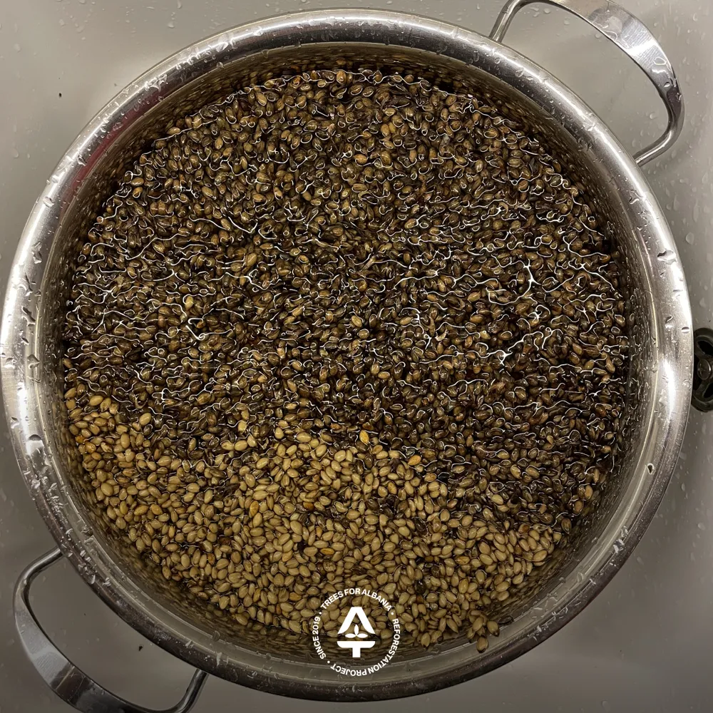 Pinus nigra seeds soaked for 24h