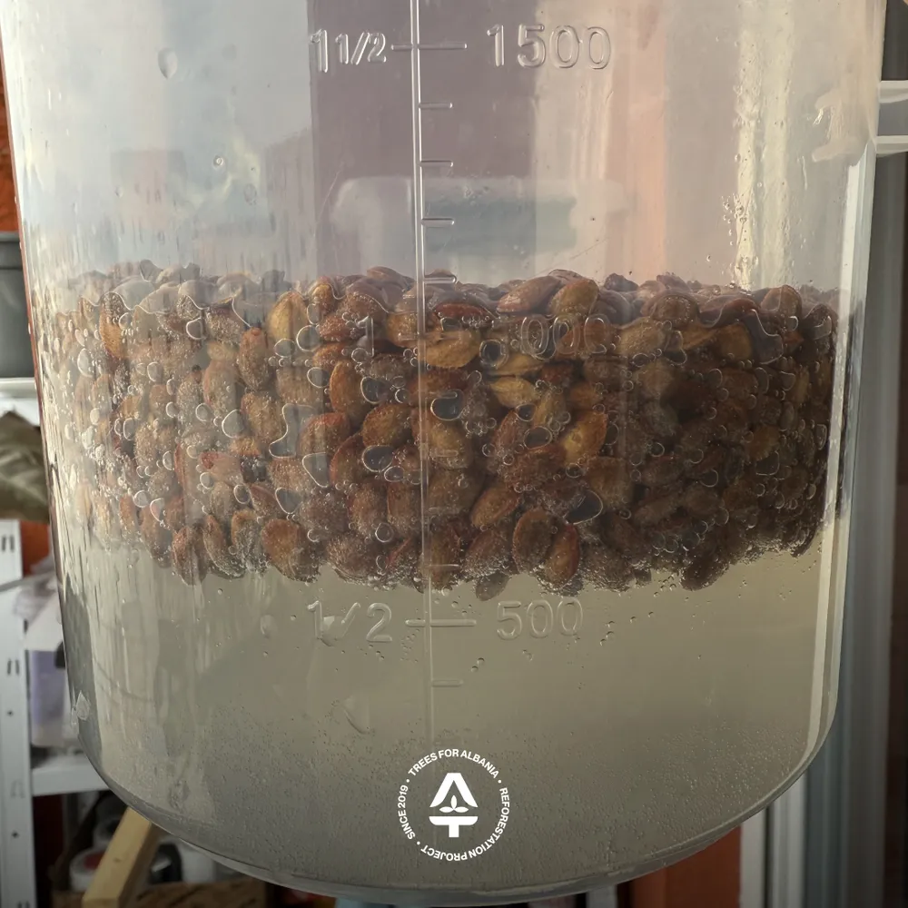 Disinfecting Pinus heldreichii seeds in Peroxide wash