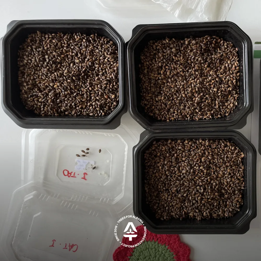 Checking on the seeds every morning, to prevent drying or molding