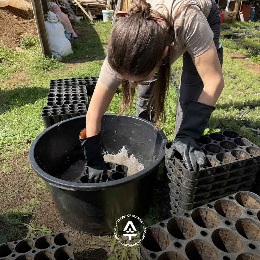 Disinfecting BCC HIKO V256 for transplanting