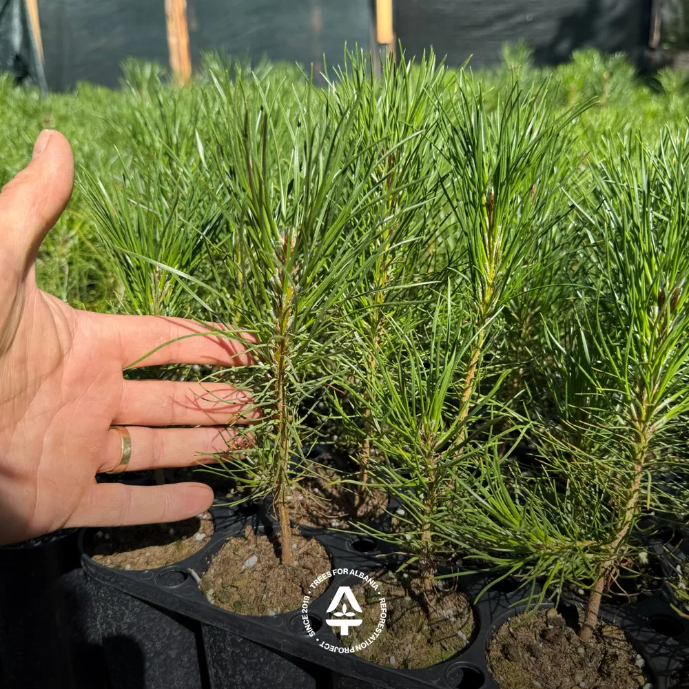 European fir, planted in spring 2026