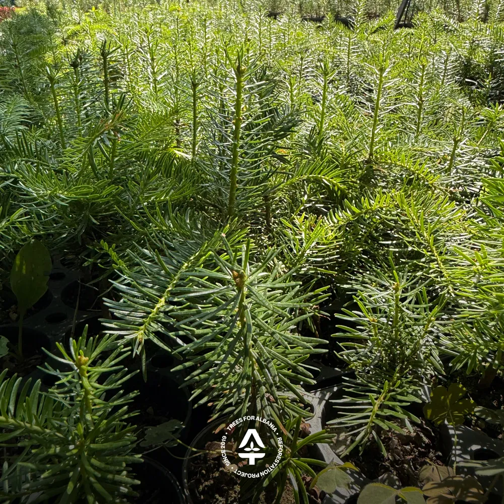 European fir, planted in spring 2024