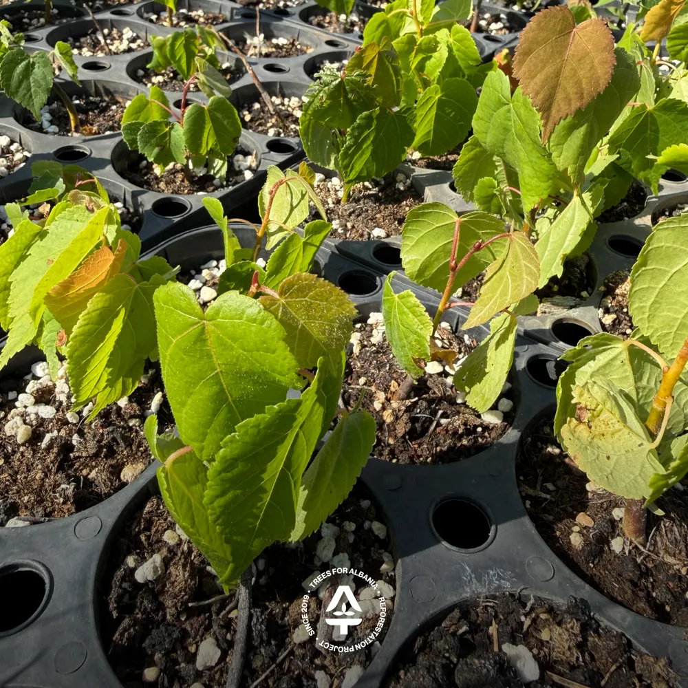 Tilia cordata, planted in spring 2025