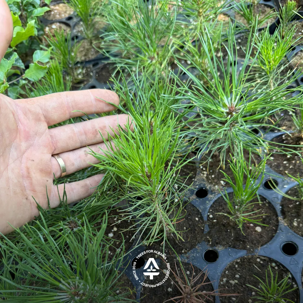 Macedonian pine, planted in spring 2025