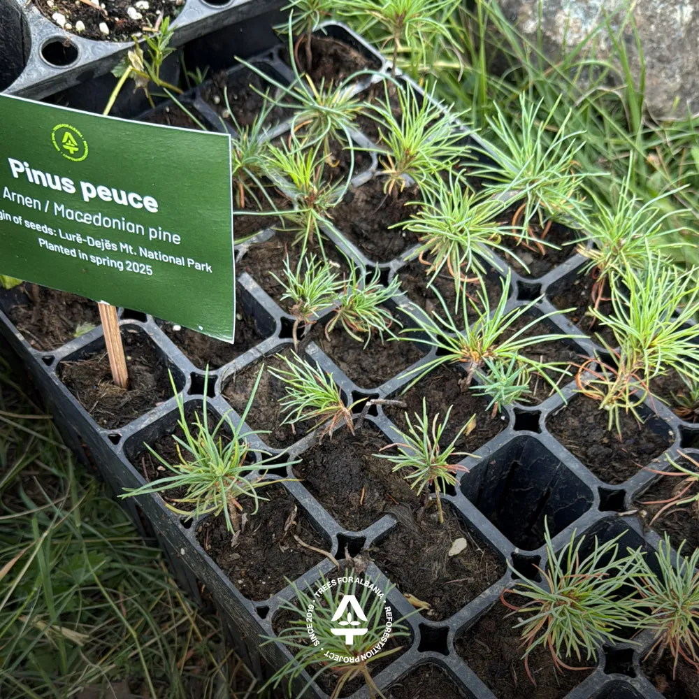 Macedonian pine, planted in spring 2024