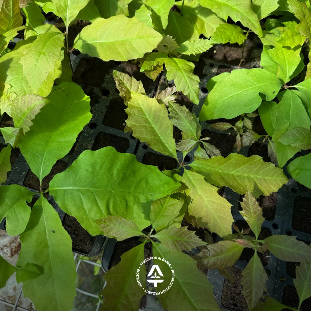 Northern red oak, planted in spring 2026
