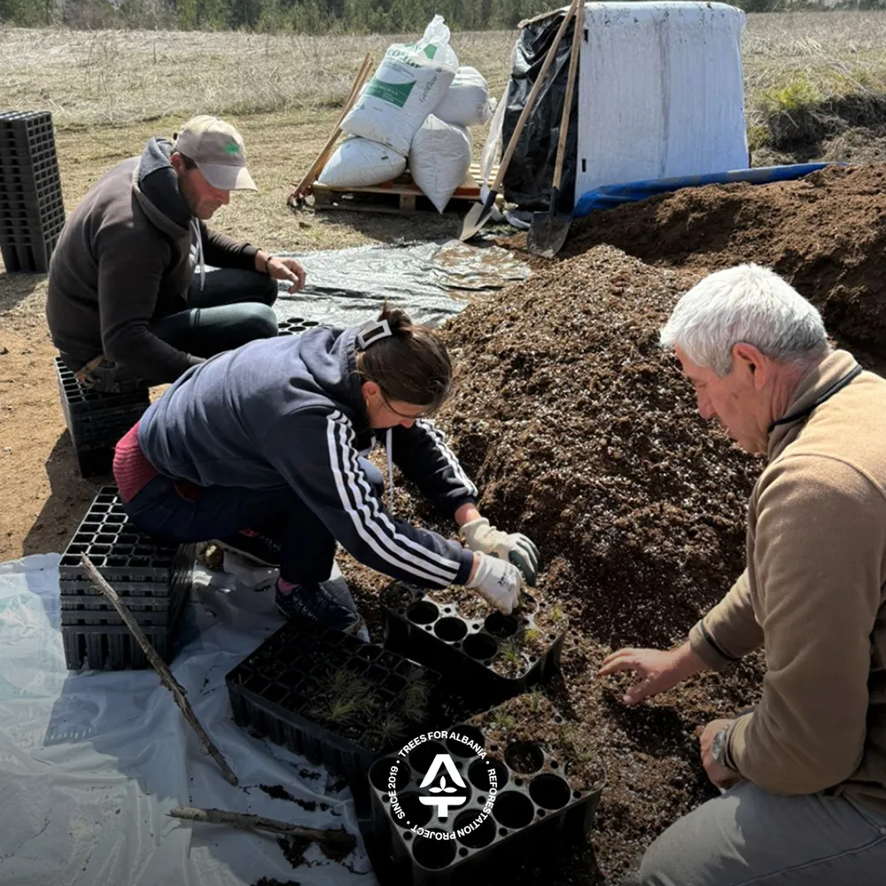 Transplanting Black pine trees