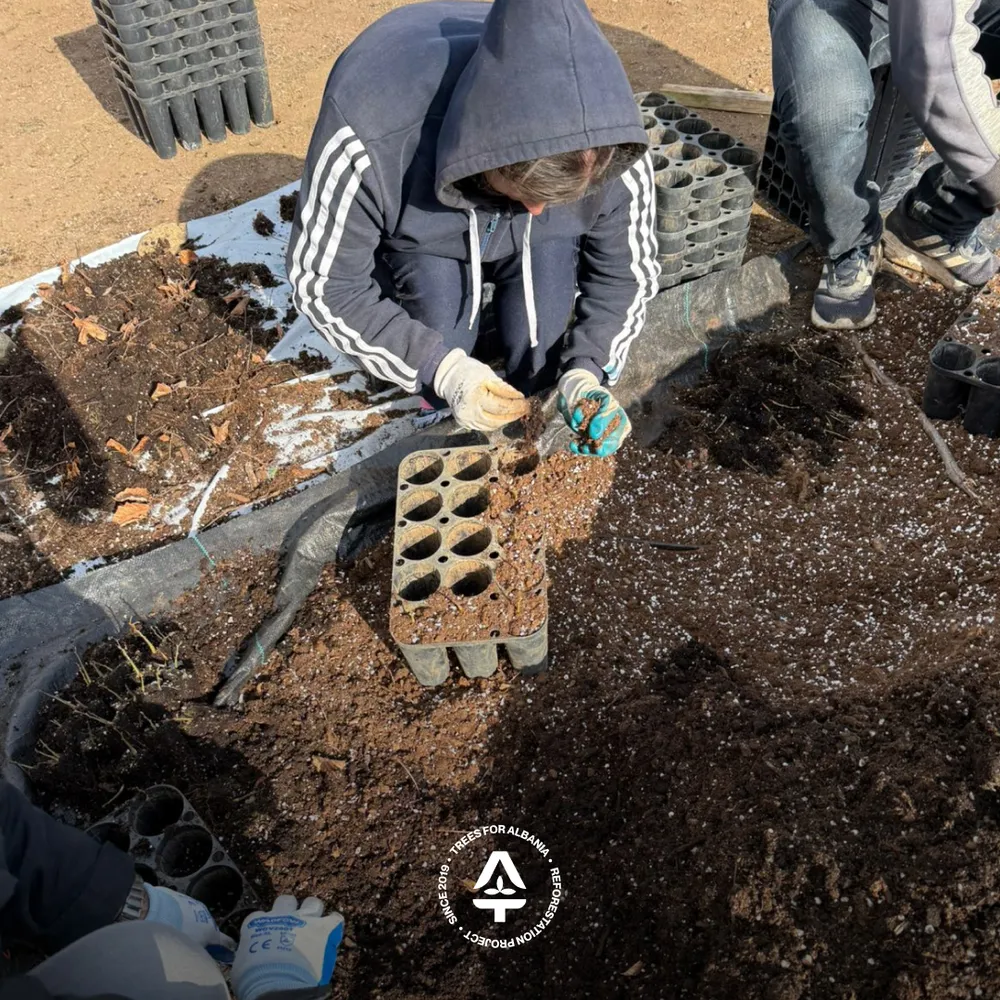 Manjola and Astrit transplanting Black pine trees