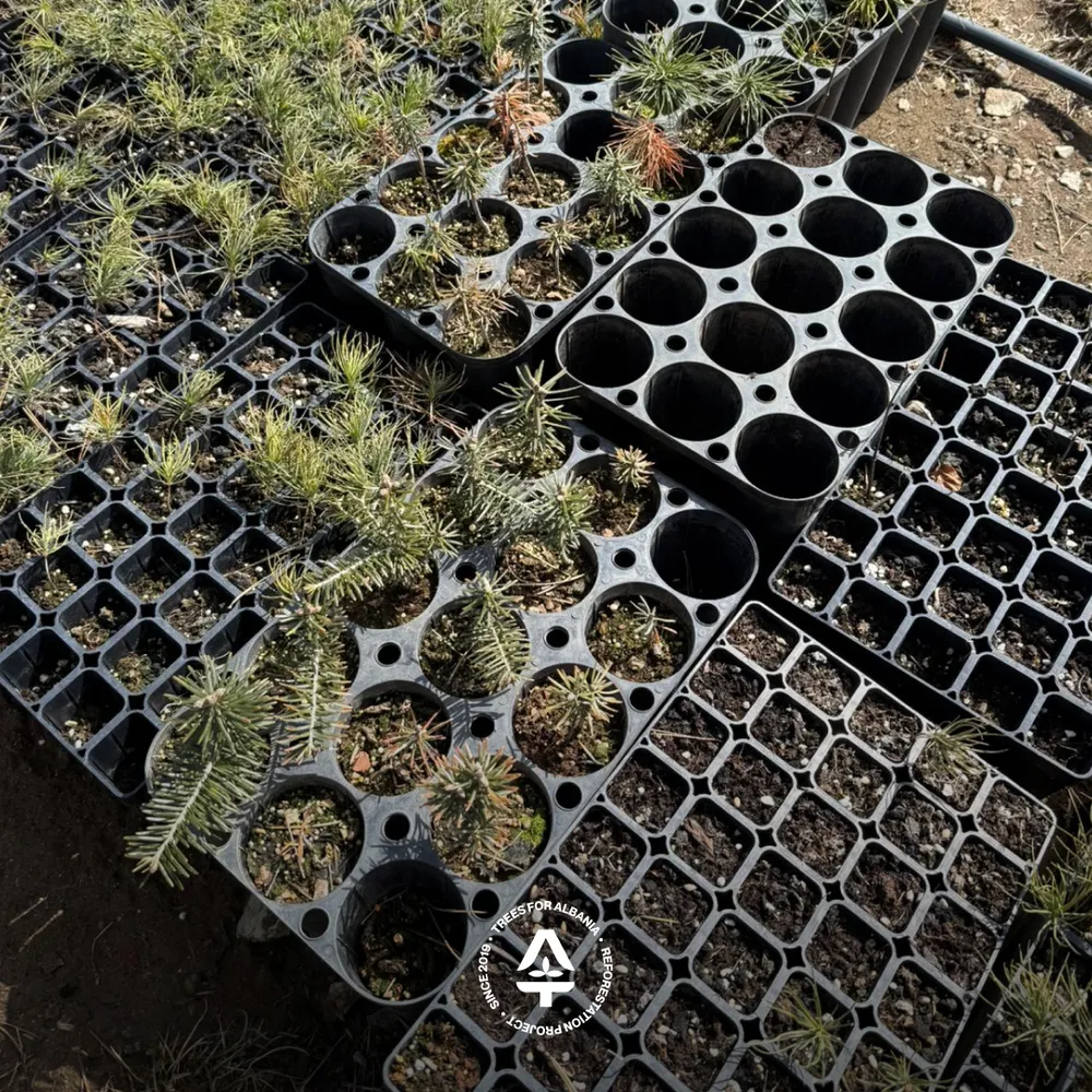 Transplanted European fir into BCC V400 trays