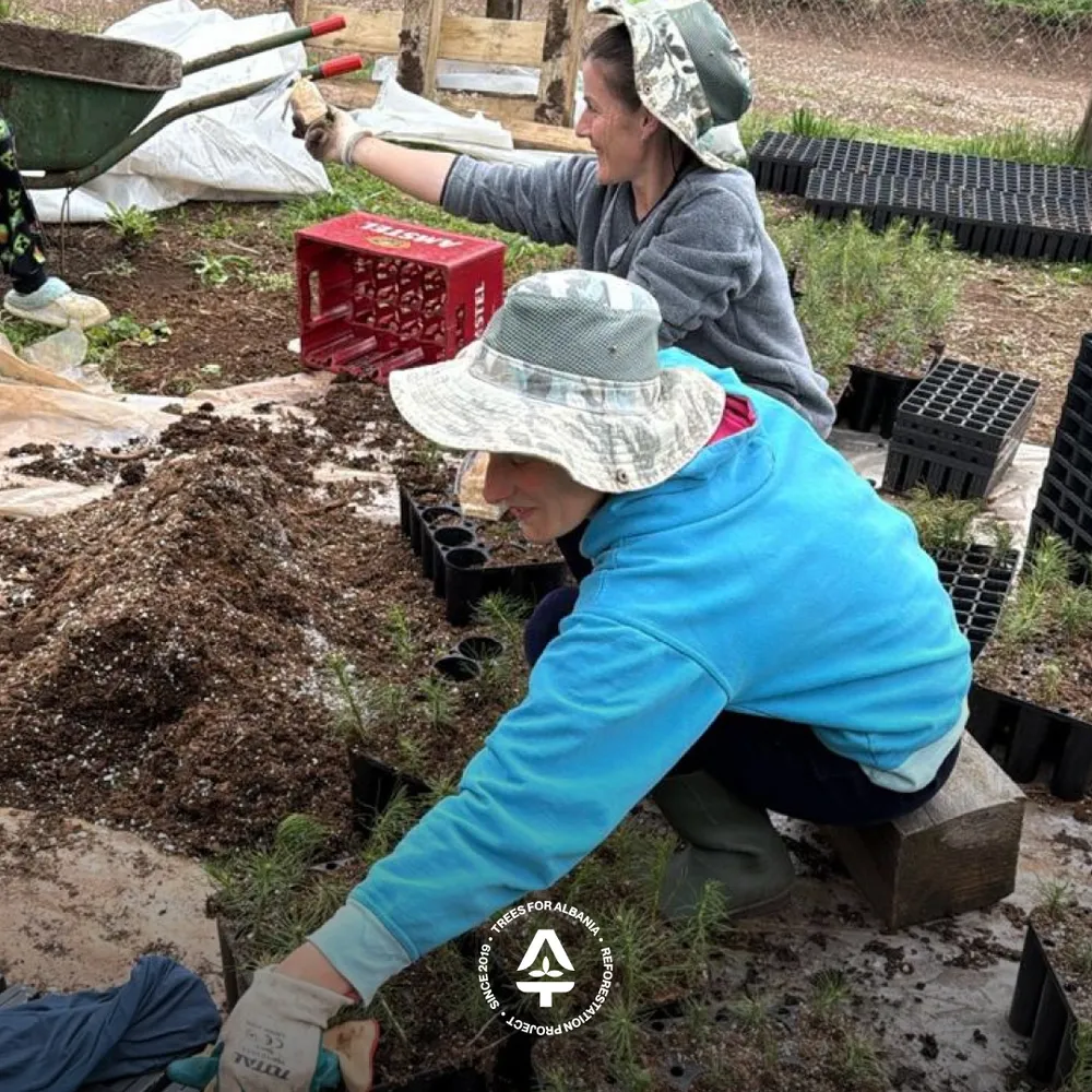 Alma & Fllanza transplanting Black pine trees
