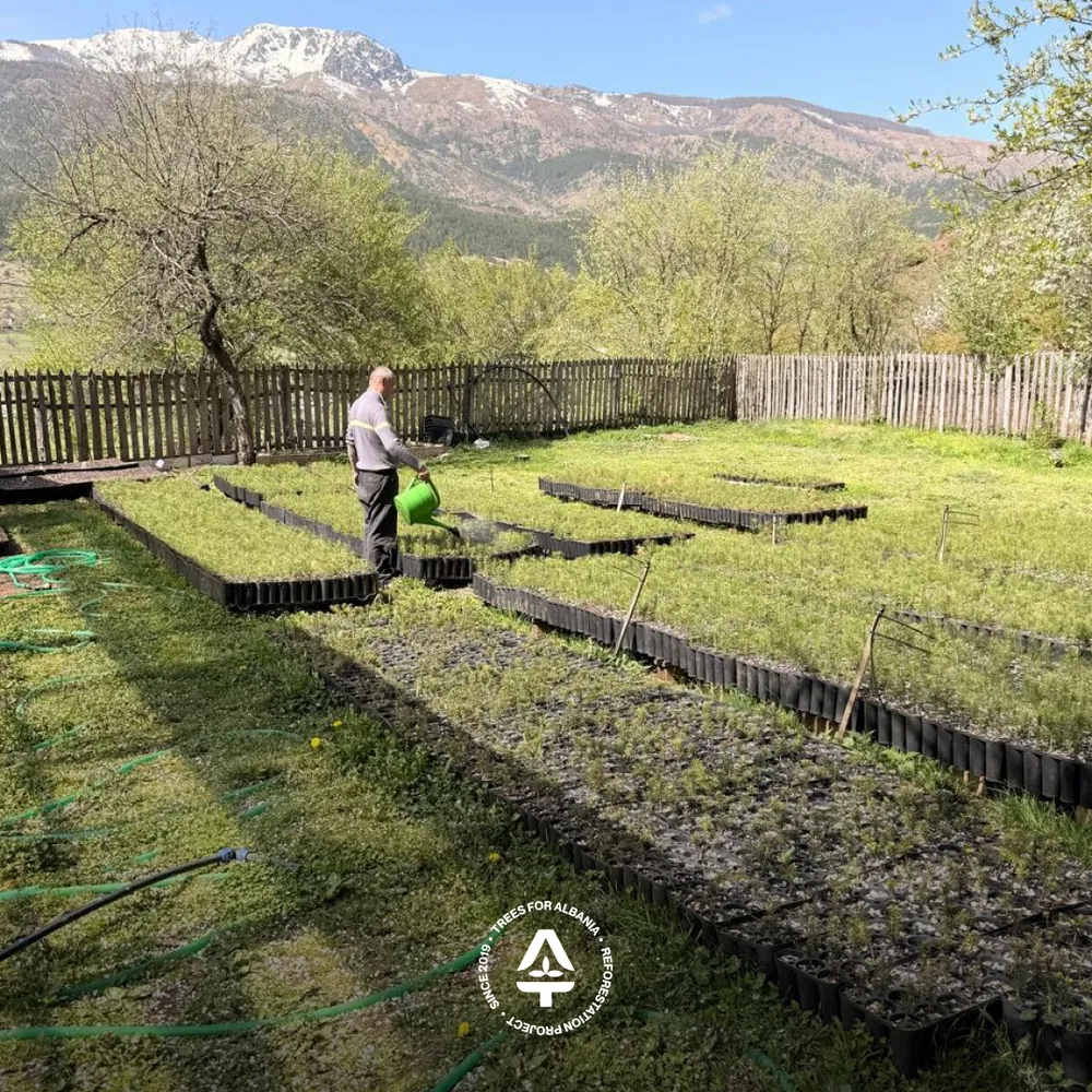 Imer watering the freshly transplanted trees