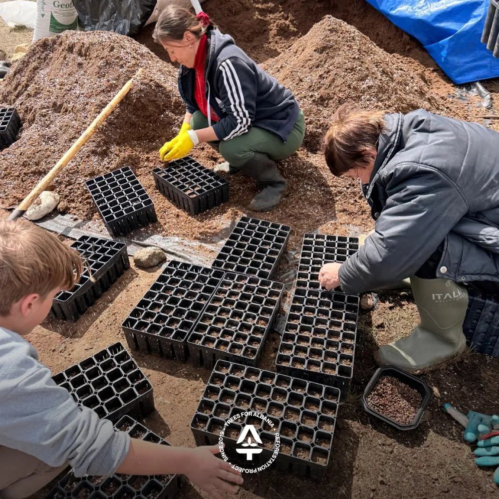 Filling trays with torfë before sowing the seeds