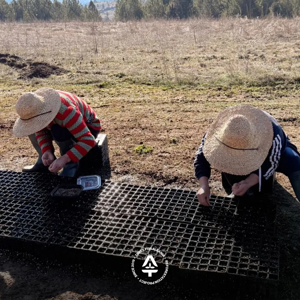 Manjola & Shegë sowing Black pine seeds