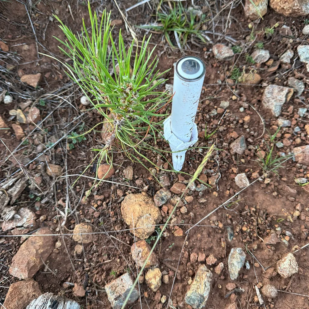 Sensor without soil cover, typical planting hole