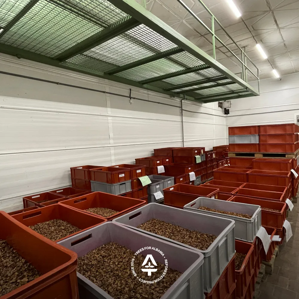 Fagus sylvatica storage in the Seed processing plan