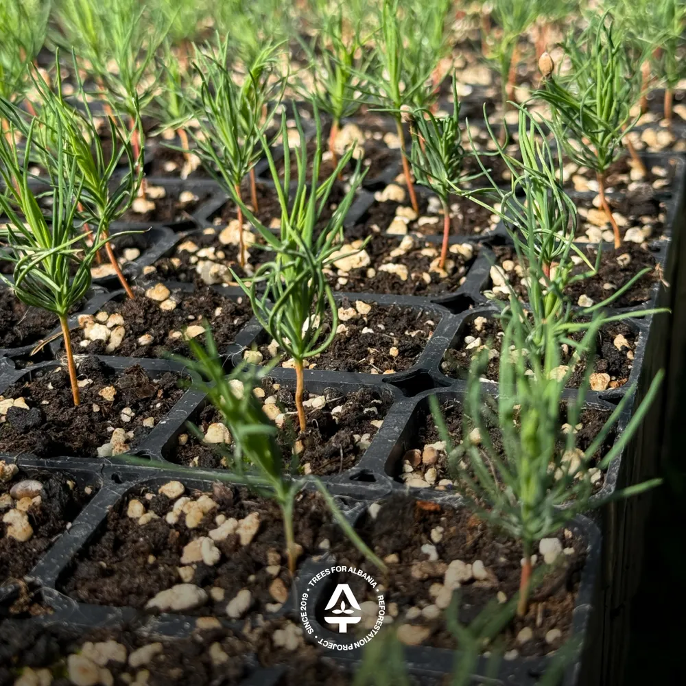 Black pine, planted in spring 2026