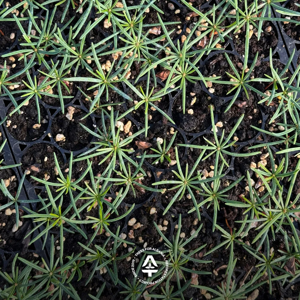Black pine, planted in spring 2025