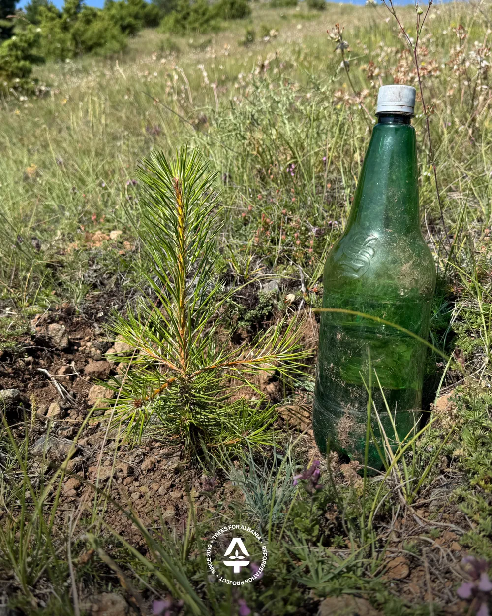 2-year-old Black pine with 1.5 L bottle for comparison