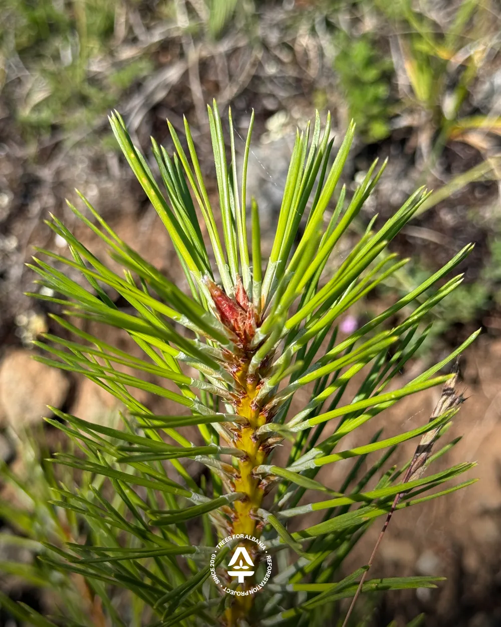 2-year-old Black pine top-tip as detail
