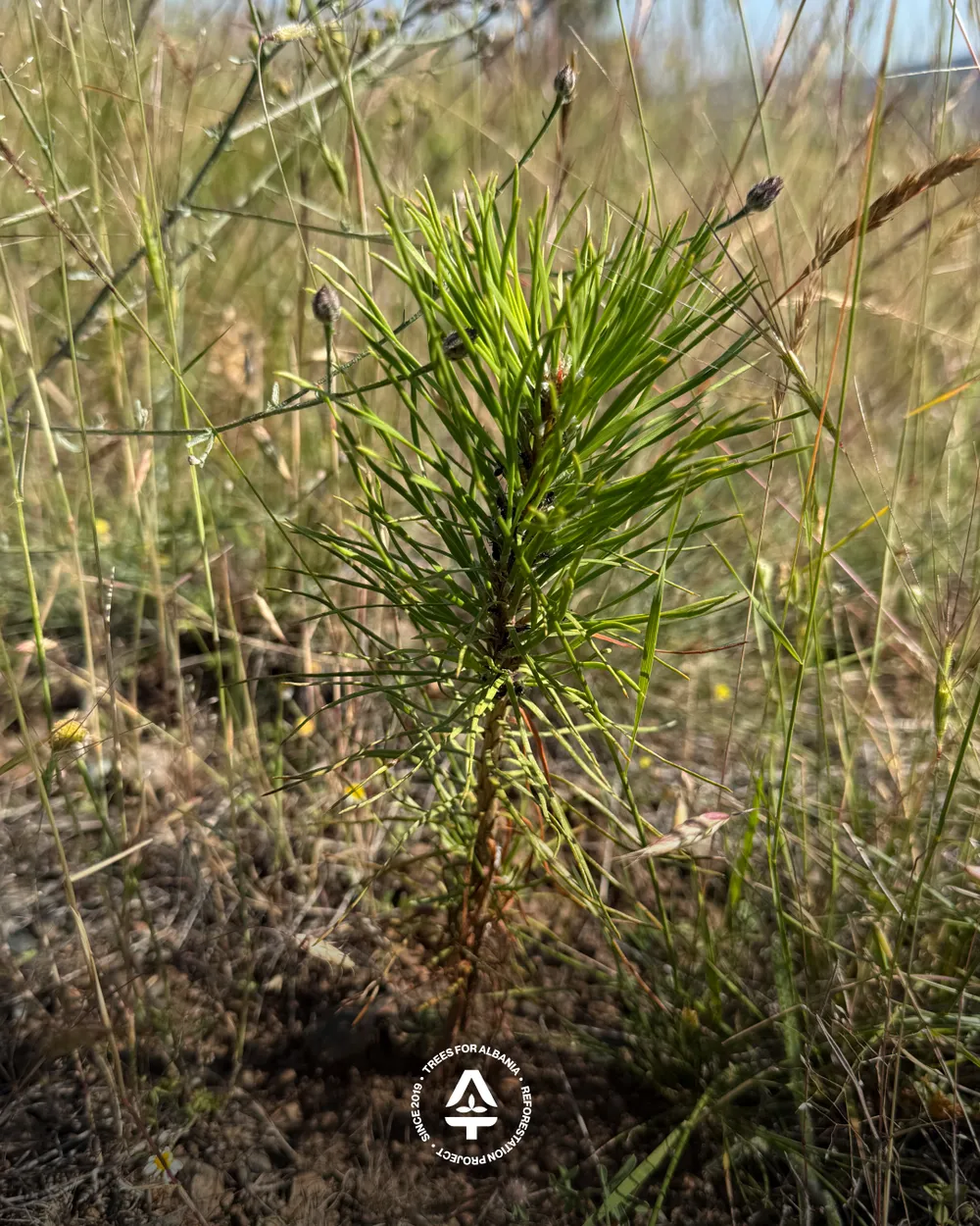 1-year-old Black pine from our research project
