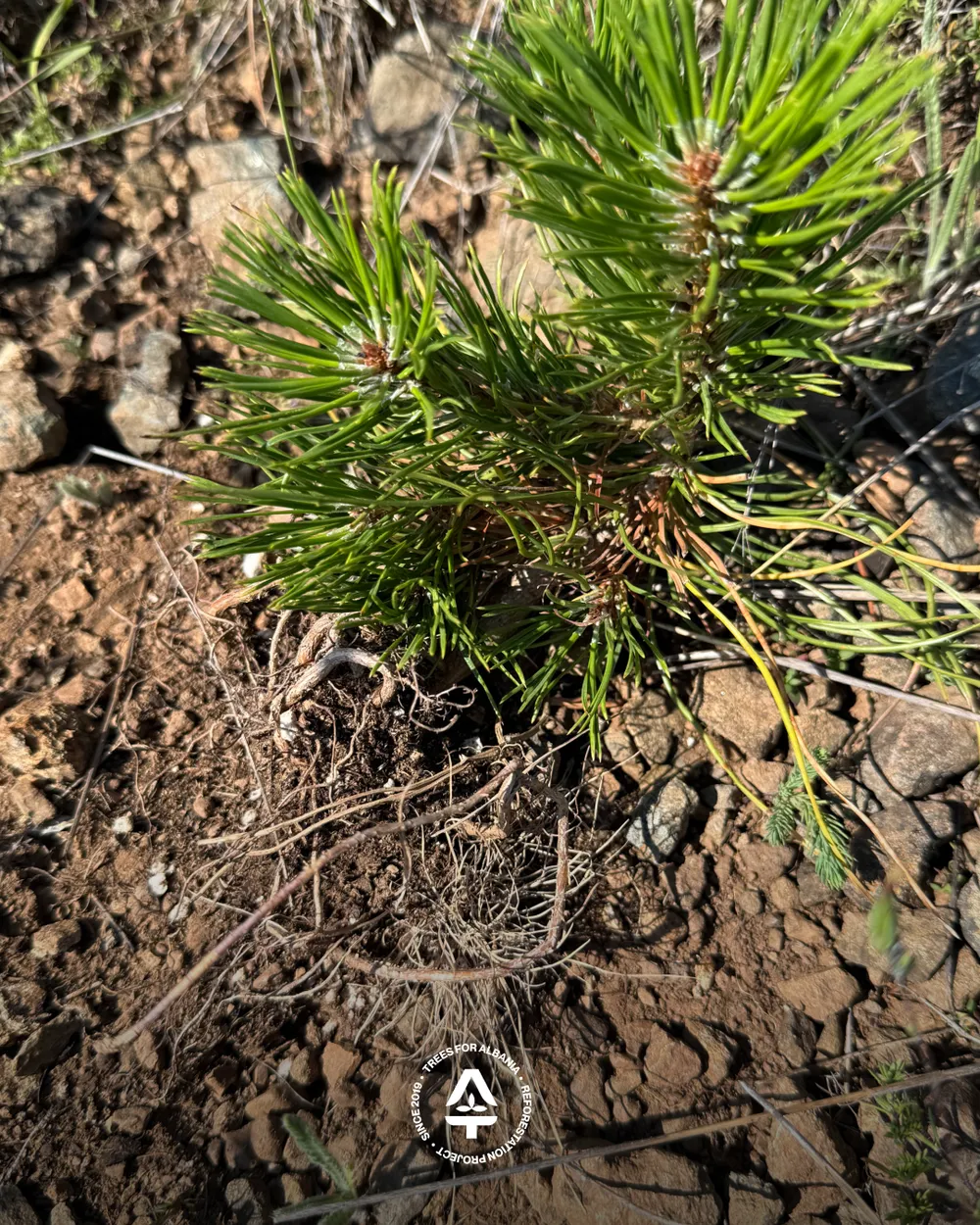 Wrongly planted sapling with exposed root system