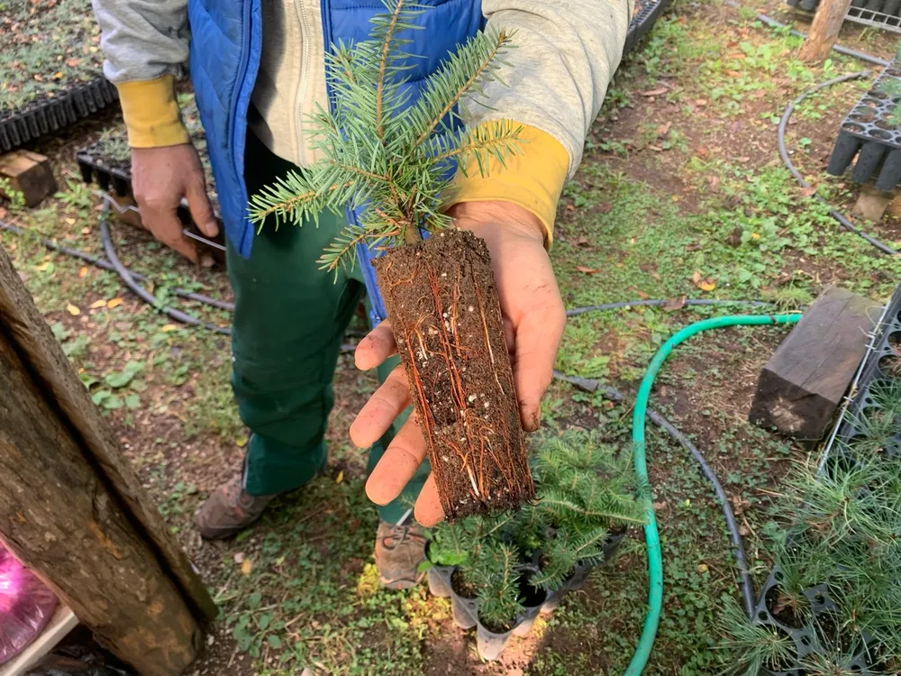 3-year-old Abies alba sapling