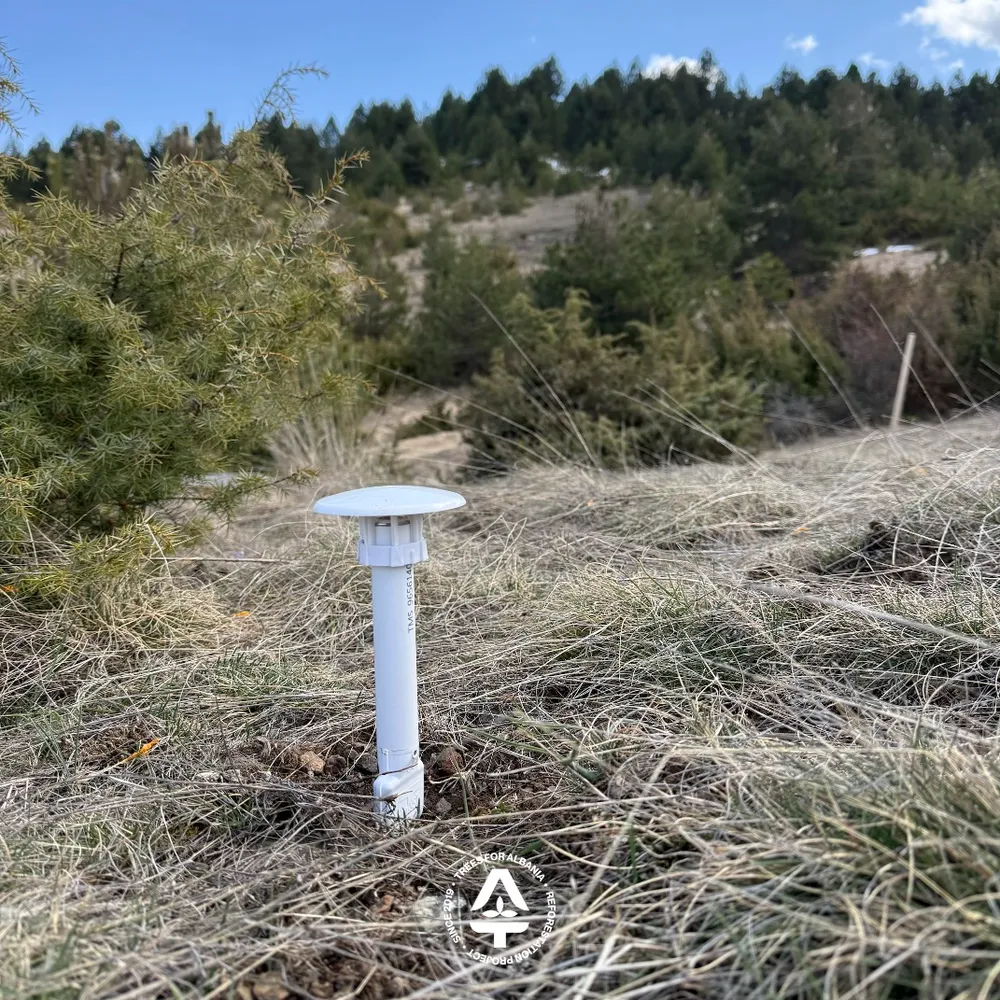 TMS-4 sensor installed in Voskopojë, 1-year-old sapling, minimal disturbance planting method