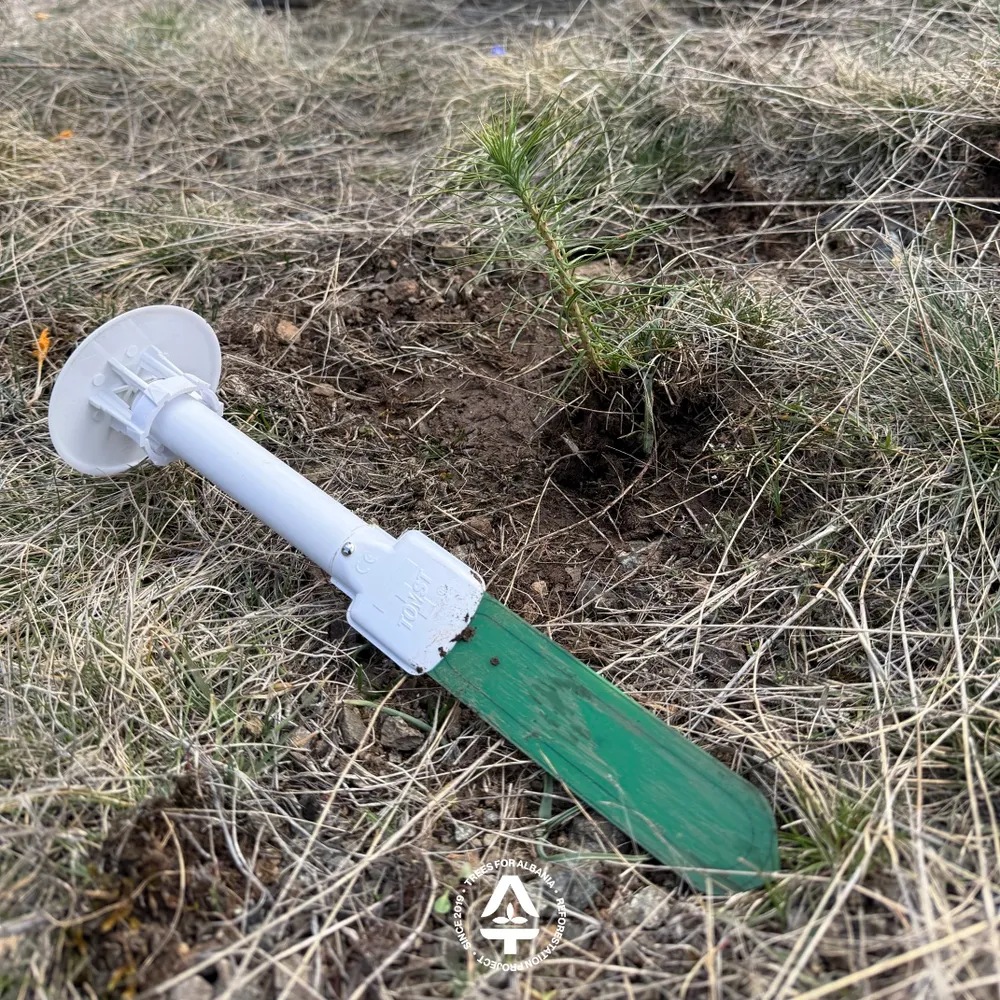 TMS-4 sensor next to 1-year-old sapling in Voskopojë