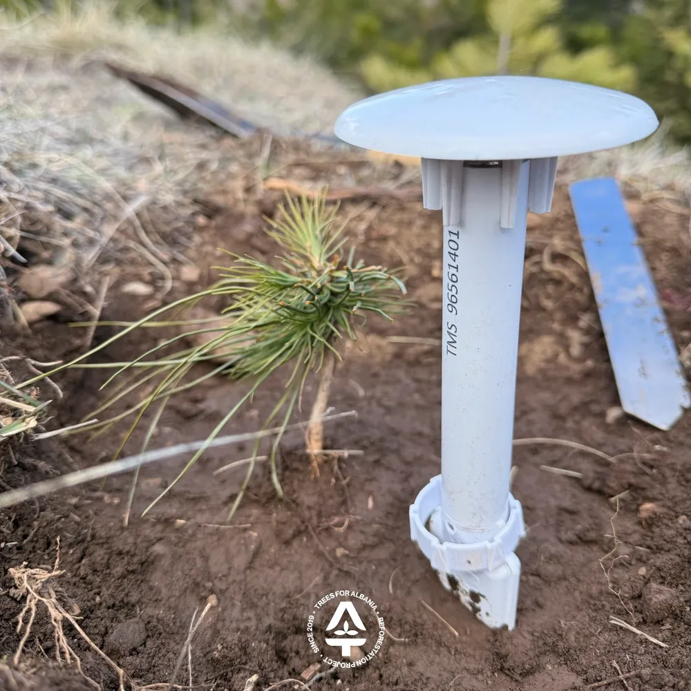 TMS-4 sensor installed in Voskopojë, 2-year-old sapling, standard planting method